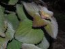 Plectranthus gratus-3.jpg